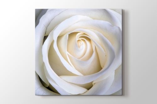 White Rose görseli.
