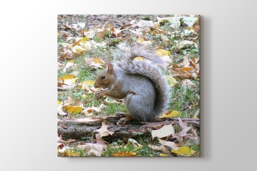 Squirrel at Central Park New York görseli.