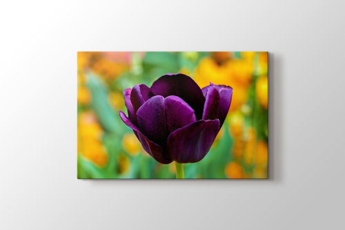 Purple Tulip görseli.