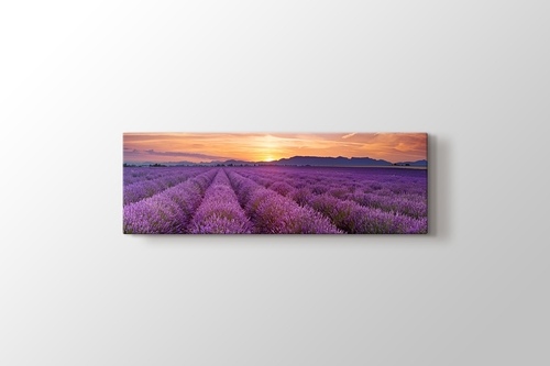 Lavender Field Panorama görseli.