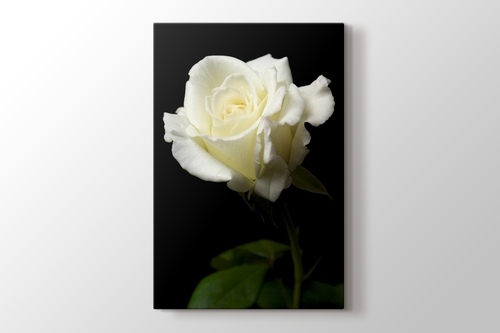 White Rose görseli.