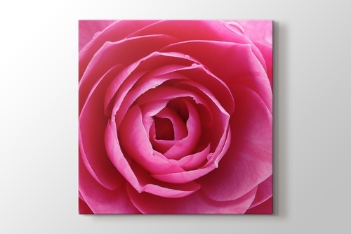 Pink Rose görseli.
