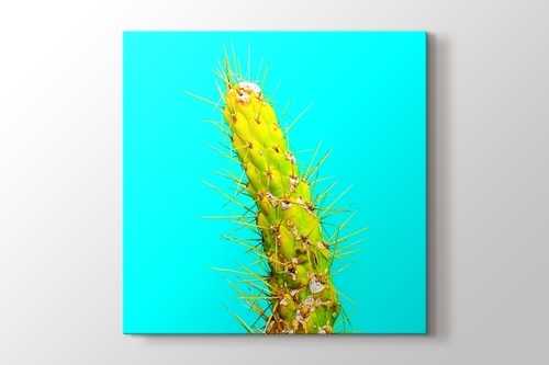 Cactus görseli.