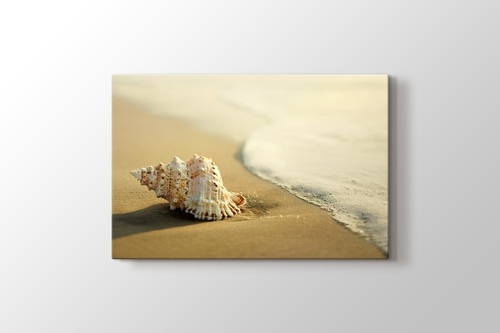 Seashell on the Beach görseli.