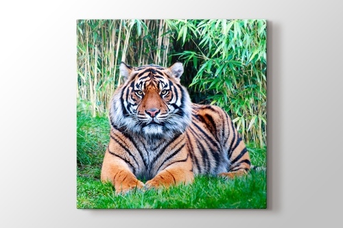 The Sumatran Tiger görseli.