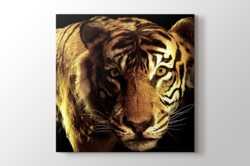 CloseUp Tiger görseli.
