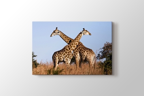 Giraffe Ithala görseli.