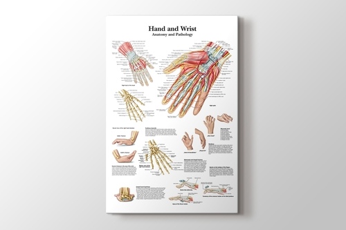 Hand and Wrist Chart Anatomy and Pathology görseli.