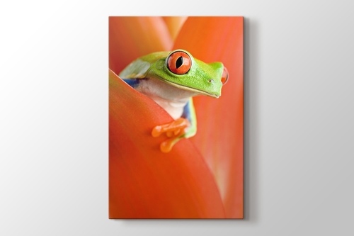 Red Eye Frog görseli.