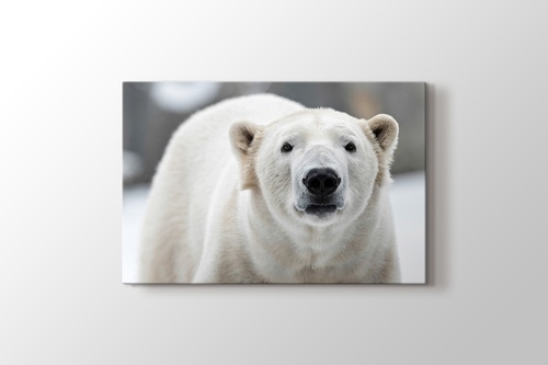Polar Bear görseli.