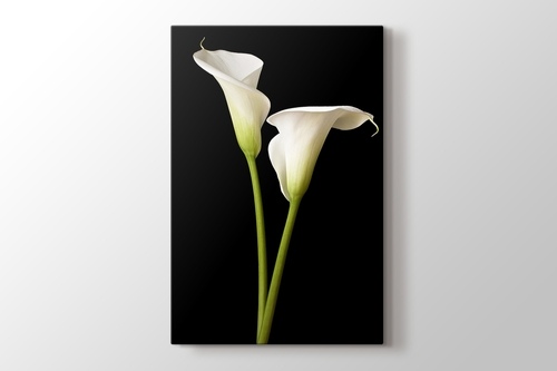 White Lillies görseli.