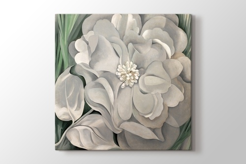 White Calico Flower görseli.