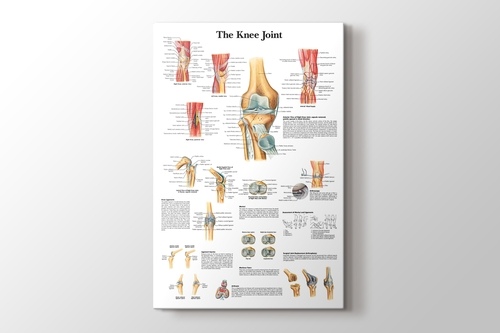 Knee Joint Chart görseli.