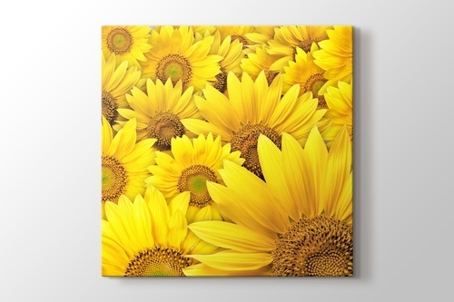 Sunflowers görseli.