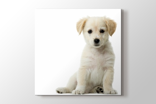 Puppy Dog - Golden Retriever görseli.