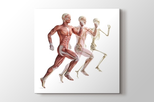 İnsan Anatomisi görseli.