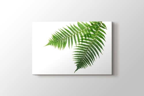 Spring Fern görseli.