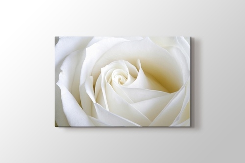 White Rose Close Up görseli.
