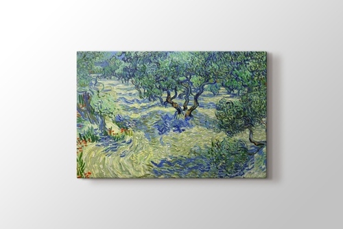 Olive Orchard görseli.