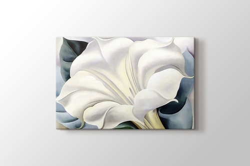 White Trumpet Flower görseli.