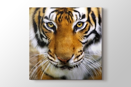 Tiger Face görseli.