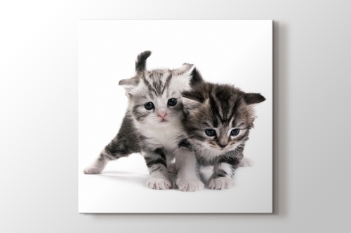 Pussy Cats görseli.