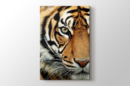 Bengal Tiger görseli.