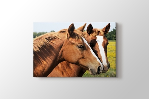 Horses görseli.