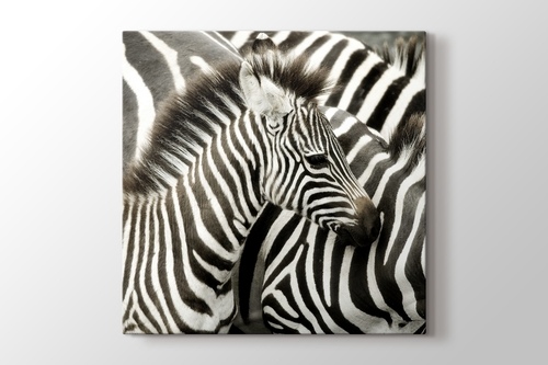 Zebras görseli.