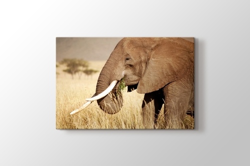 Elephant Eating görseli.
