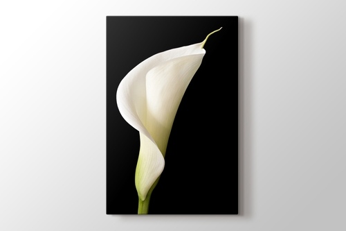 White Lillies görseli.