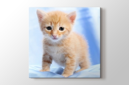 Pussy Cat görseli.