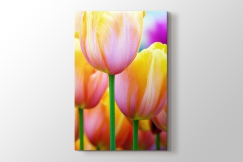 Colored Tulips görseli.