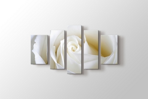 White Rose Close Up görseli.