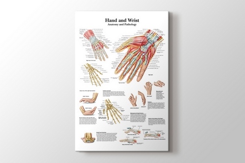 Hand and Wrist Chart Anatomy and Pathology görseli.