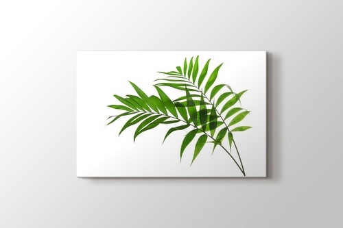 Palm Tree Howea görseli.