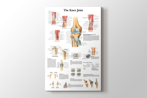 Knee Joint Chart görseli.