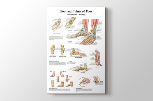 Foot and Joints of Foot Chart Anatomy and Pathology görseli.