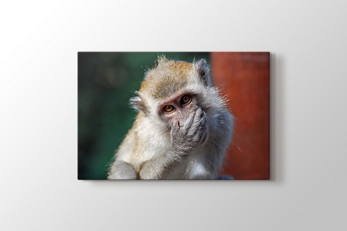 Malezia - Monkey görseli.