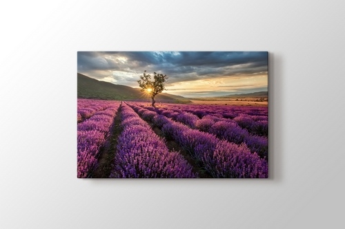 Lavender Field görseli.