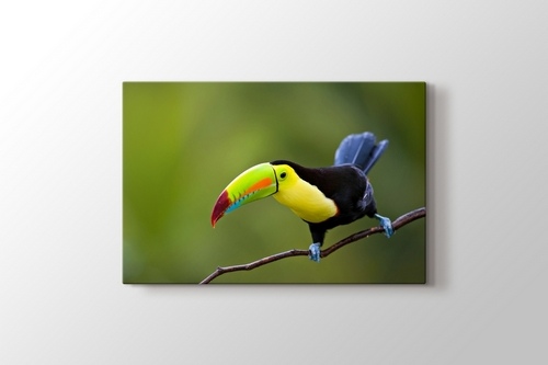 Keel Billed Toucan Central America görseli.