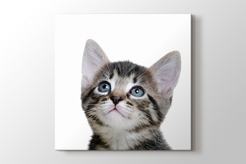Blue Eyed Tabby Cat görseli.