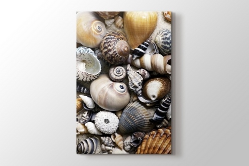 Sea Shells görseli.