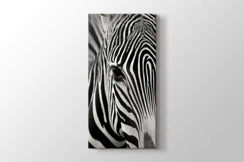 Zebra görseli.