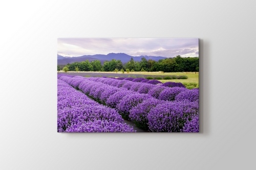 Lavender Farm In Sequim, Washington, USA görseli.
