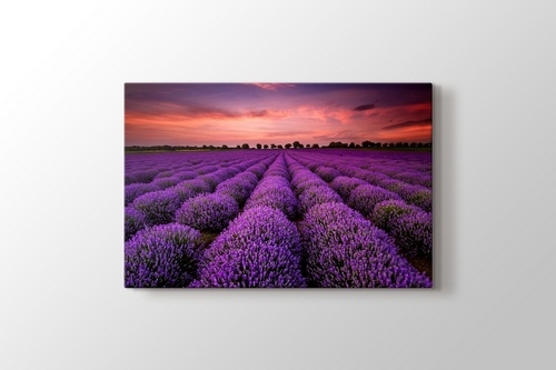 Stunning Landscape With Lavender Field At Sunset görseli.