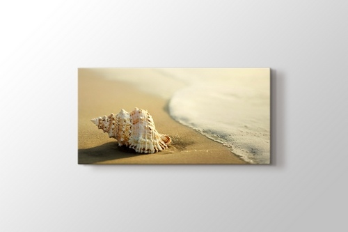 Seashell on the Beach görseli.