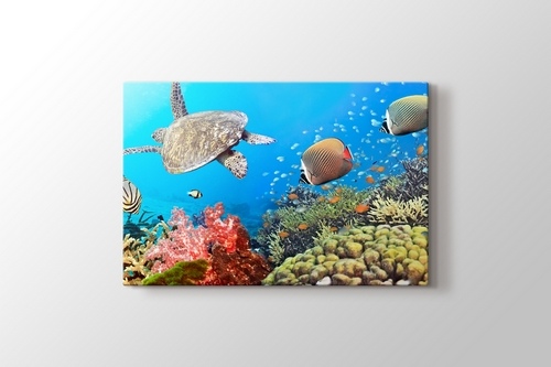 Turtle görseli.