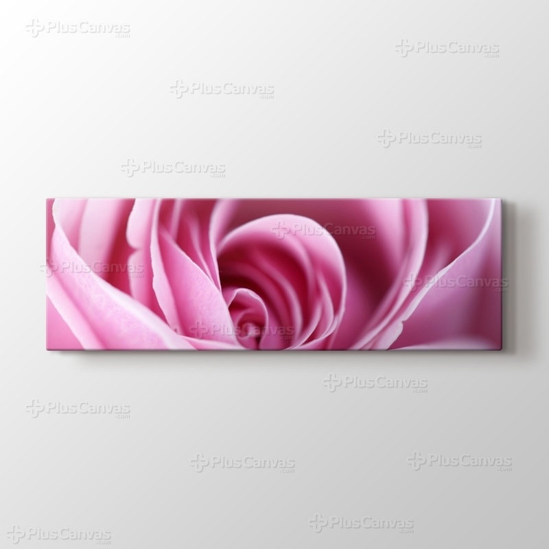 CloseUp Pink Rose görseli.