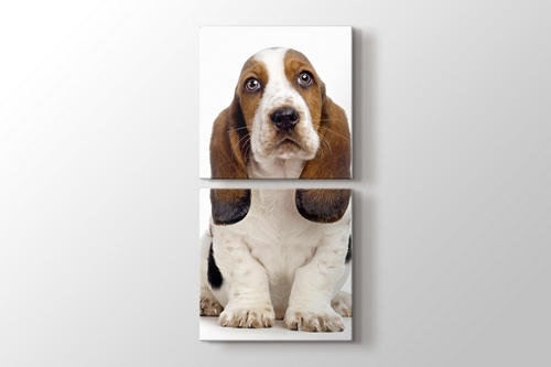 Basset Hound görseli.